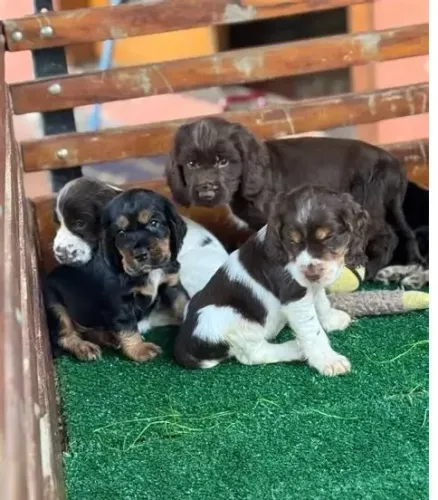 lindos e peludos, cocker x poodle so 260
