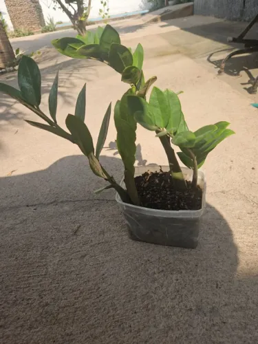 filhotes da planta zamioculca