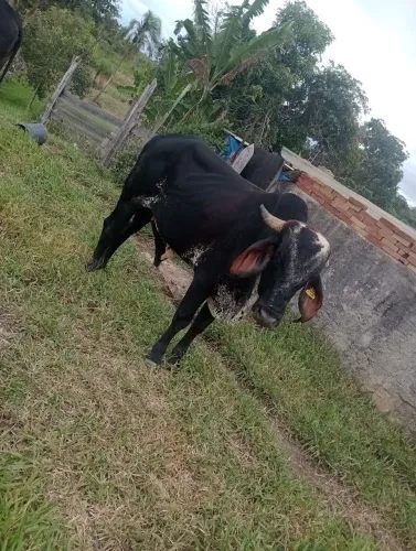 Garrote gir leiteiro