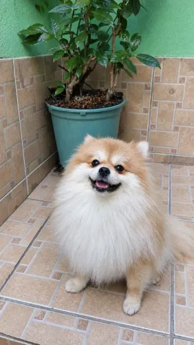 Spitz alemão