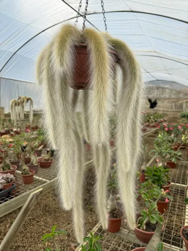 Cacto rabo de macaco