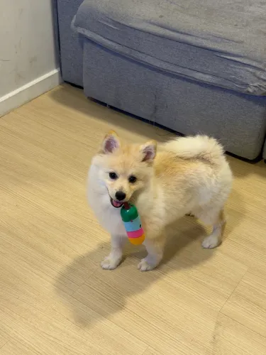 Spitz alemão ( Lulu pomerania )