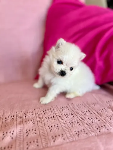 Spitz Alemão lulu fêmea filhote