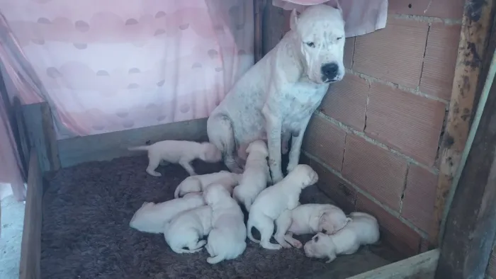 filhote de dogo argentino