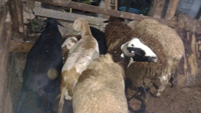 Vendo ovelha