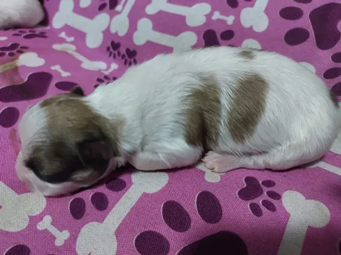 Vendo filhotes de shituz fêmea.