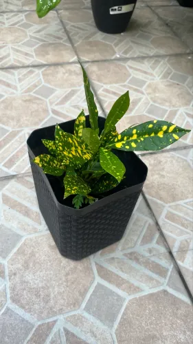 Planta Brasil