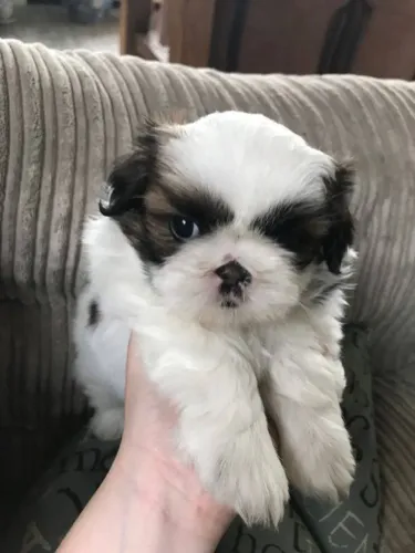 Shih Tzu Procurando um humano para me comprar