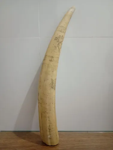 Replica de dente de morsa em marfinite