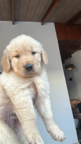 Cachorro 