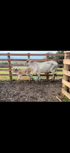 Vaca novilhas fêmeas