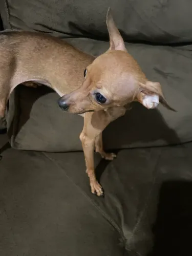 Pincher