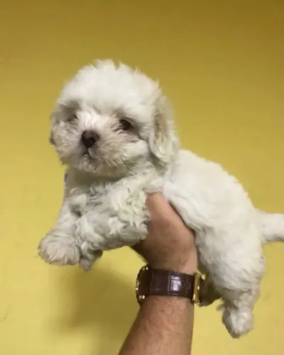 Shih Tzu Filhote Para Sua Família