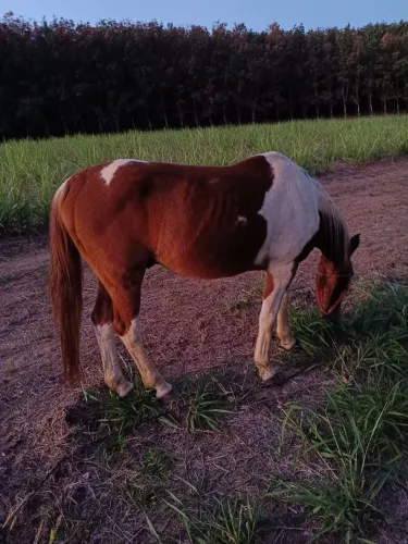 Cavalo Paint horse