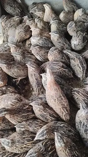 Codornas Japonicas