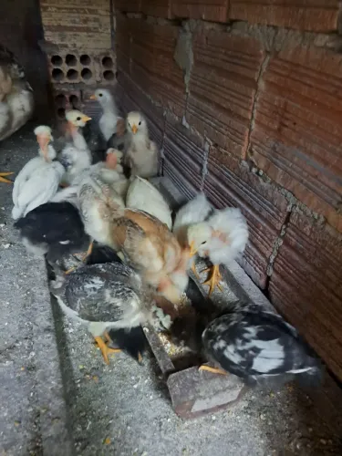 Pintinhos caipira