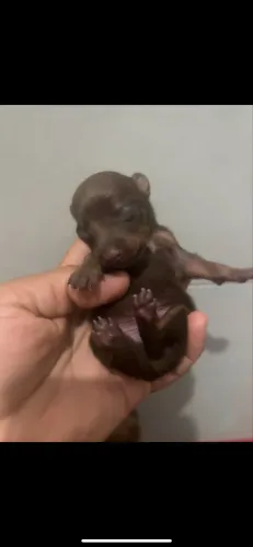 Vendo Pinscher magníficos de lindos