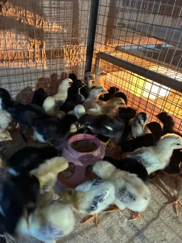 Pintos caipiras , 5,00 a unidade 