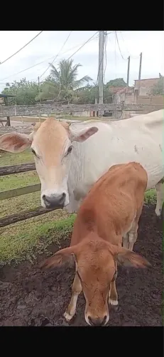 Vacas de leite
