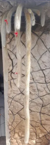 Cacto pendente