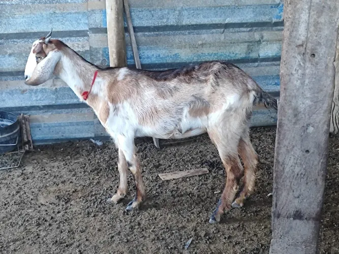 2 Cabras Enxertadas e 1 Bode Anglo Nubiano