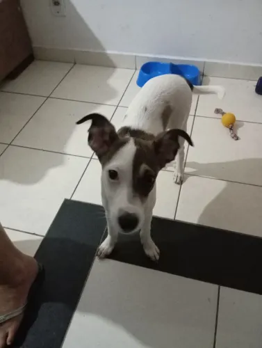 Cachorrinha para Doação