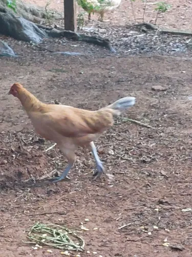 Galos e galinhas caipiras