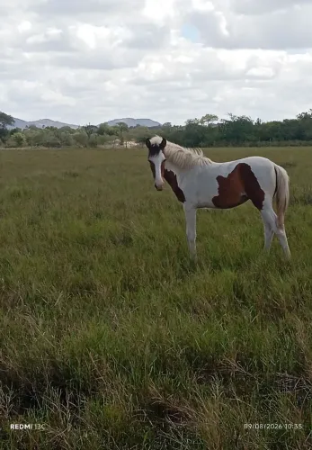 Potra pampa