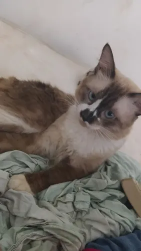 Gato 1 ano 