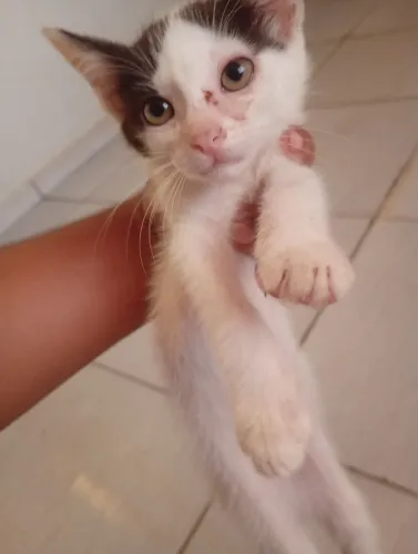 Doação de gato filhote macho