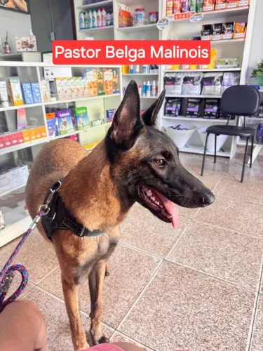 Vendo filhotes pastor belga malinois