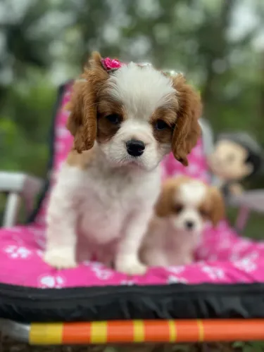 Cavalier filhotes com 2 meses com pedigree 