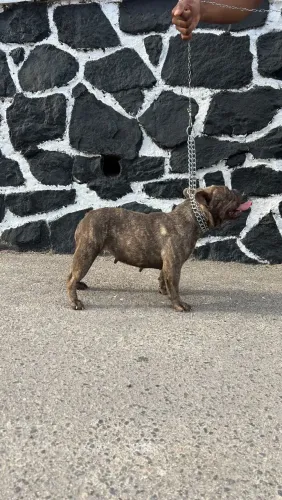 Bulldog francês fêmea