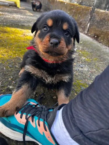 Filhotes de rottweiler 