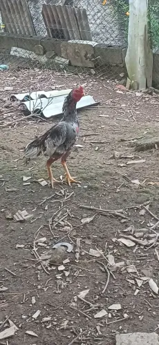 Galo indio