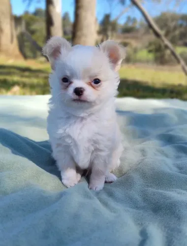Chihuahua Pêlo Longo Macho!! Perfeito Demais.