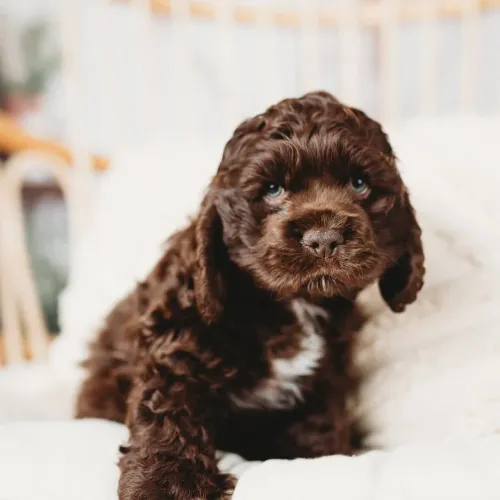 Filhote Cocker spaniel, Os filhotinhos mais encantadores esperam por você!