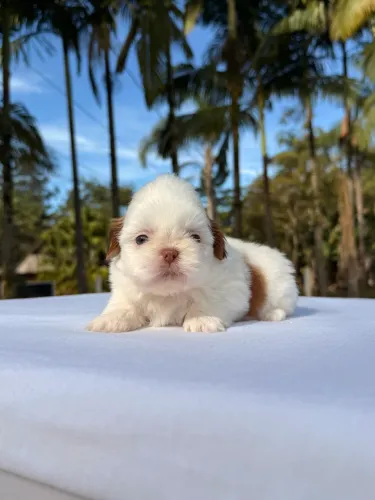 Filhotes Shihtzu