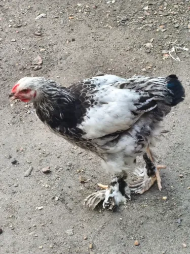 Frango da raça brahma
