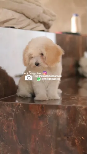 Poodle macho com pedigree Insta gram @filhotesfloresdooriente 