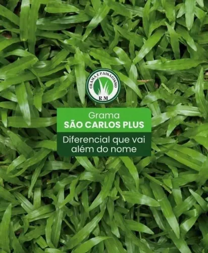 Grama Bermuda Entrega Imediata