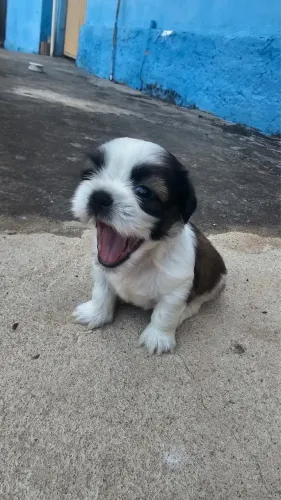Filhote shih tzu macho 