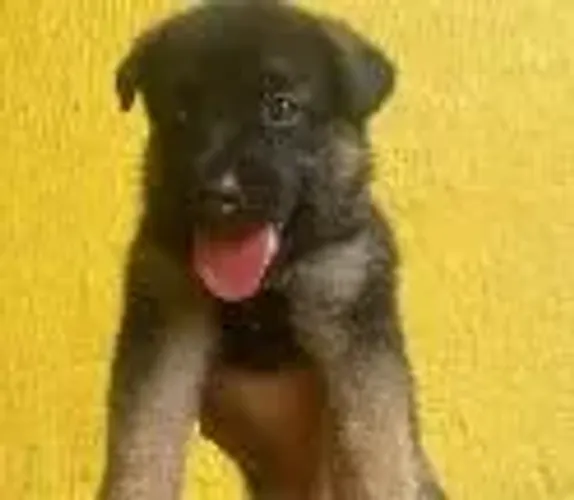 Pastor alemão Pet disponível com todo suporte necessário
