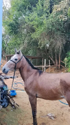 ÉGUA POTRA 2 ANOS