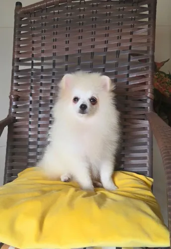Spitz alemão machinho