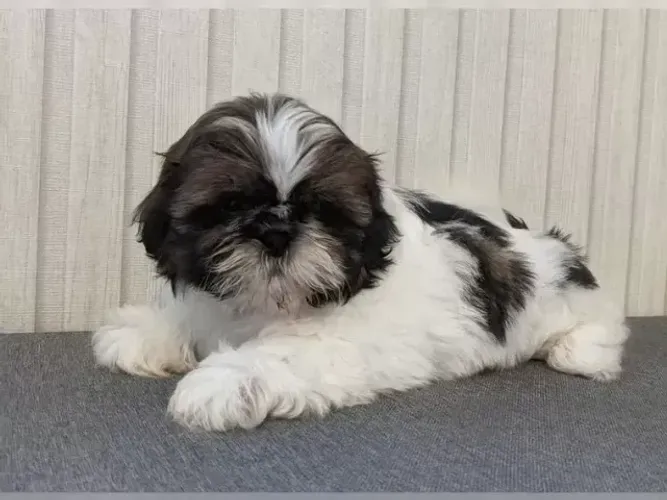 Baby esperto e brincalhão Shih tzu/Shitzu