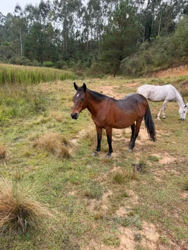 Égua prenha