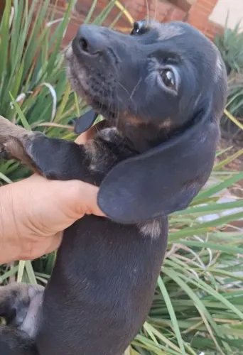 Dachshund mofadinho cofap teckel texugueiro paqueira salsichinha