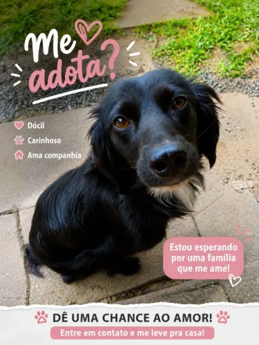 Cachorrinha para adoção