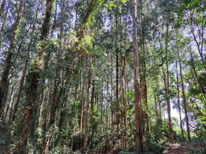 Fazenda em Joanópolis - SP